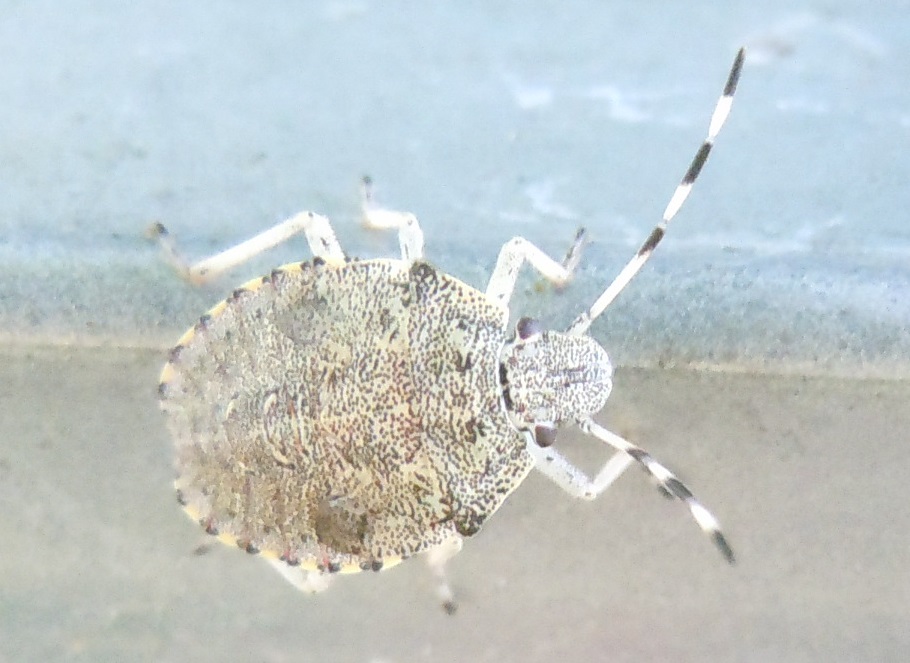 Ninfa di Pentatomidae